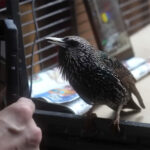 A starling can be used to 'save' a PNG image