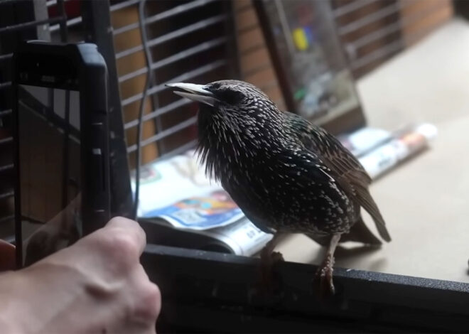Yes, you can store data on a bird — enthusiast converts PNG to bird-shaped waveform, teaches young starling to recall file at up to 2MB/s