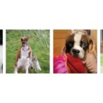 Open Questions about Generative Adversarial Networks