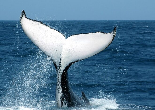 Sam Altman and the whale