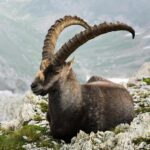 Links 9/21/2025 | naked capitalism