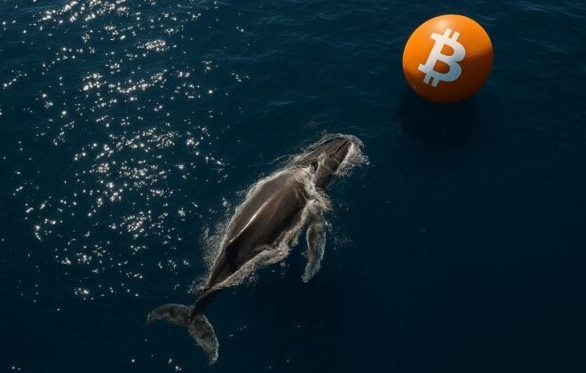 Bitcoin whale accumulates $356.6M in BTC