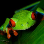 Photos of Costa Rica Wildlife