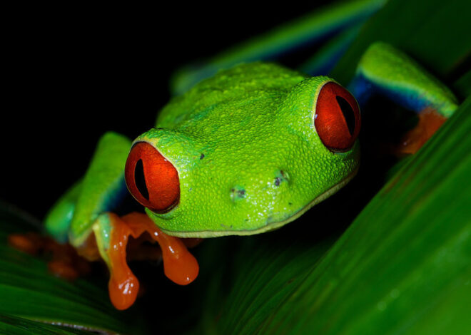 Photos of Costa Rica Wildlife