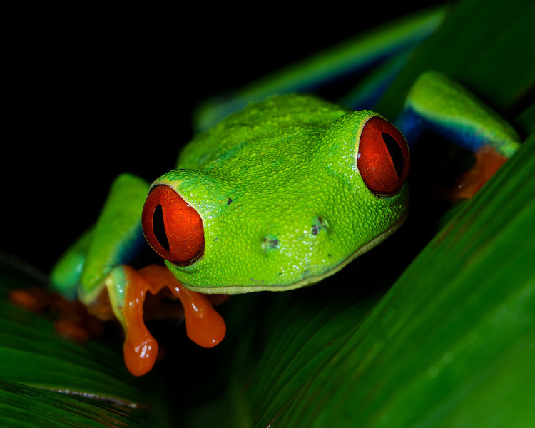 Photos of Costa Rica Wildlife