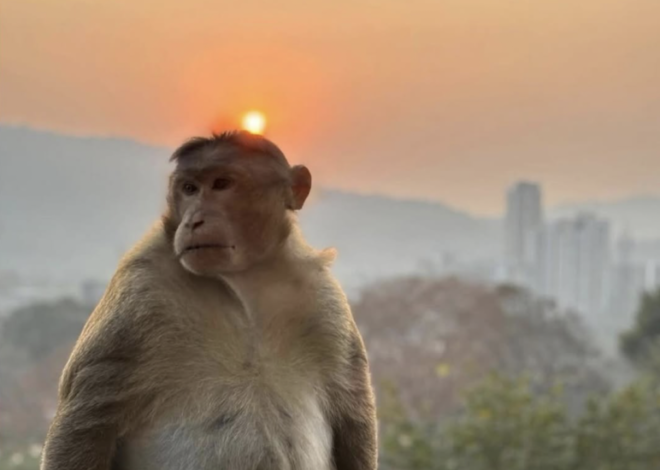 Links 12/26/2025 | naked capitalism