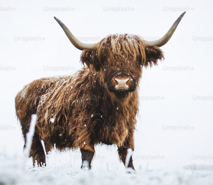 Links 12/27/2025 | naked capitalism