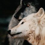 Links 12/29/2025 | naked capitalism