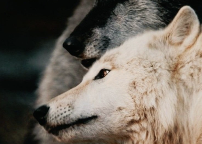 Links 12/29/2025 | naked capitalism