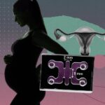 Researchers are getting organoids pregnant with human embryos