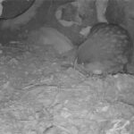 Kākāpō Cam: Rakiura live stream