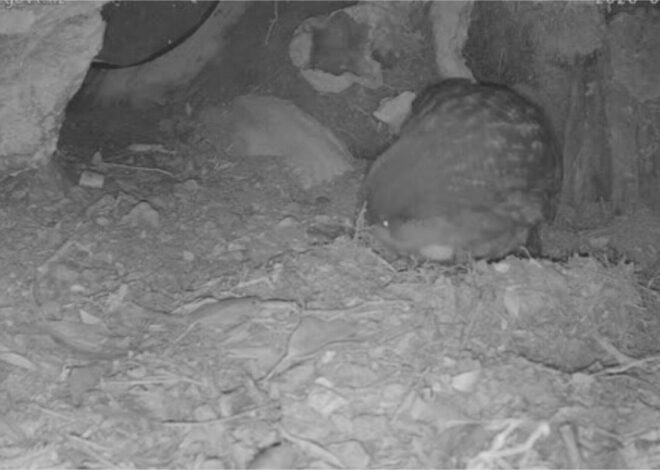 Kākāpō Cam: Rakiura live stream