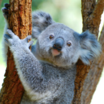 Links 1/10/2026 | naked capitalism