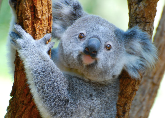 Links 1/10/2026 | naked capitalism