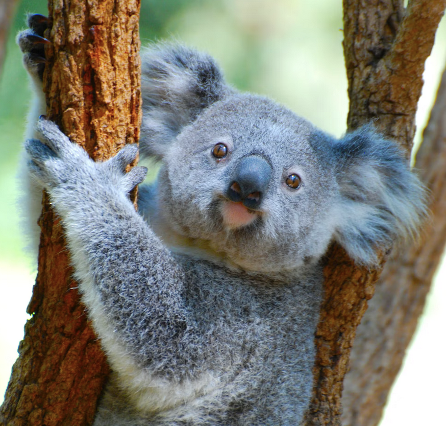 Links 1/10/2026 | naked capitalism