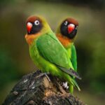 Links 1/11/2026 | naked capitalism