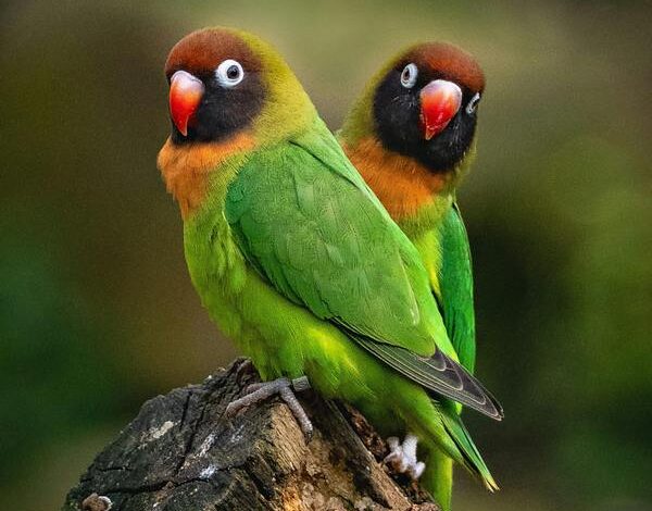 Links 1/11/2026 | naked capitalism