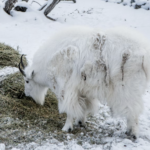 Links 1/1/2026 | naked capitalism