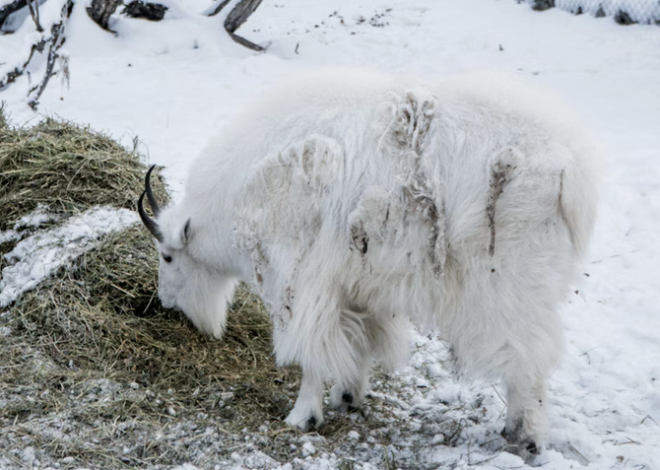 Links 1/1/2026 | naked capitalism