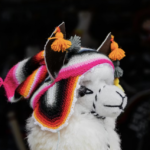 Links 1/13/2026 | naked capitalism