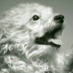 Links 1/17/2026 | naked capitalism