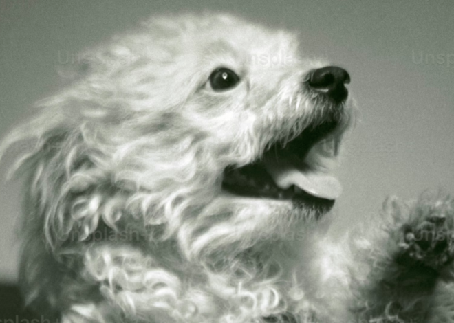 Links 1/17/2026 | naked capitalism