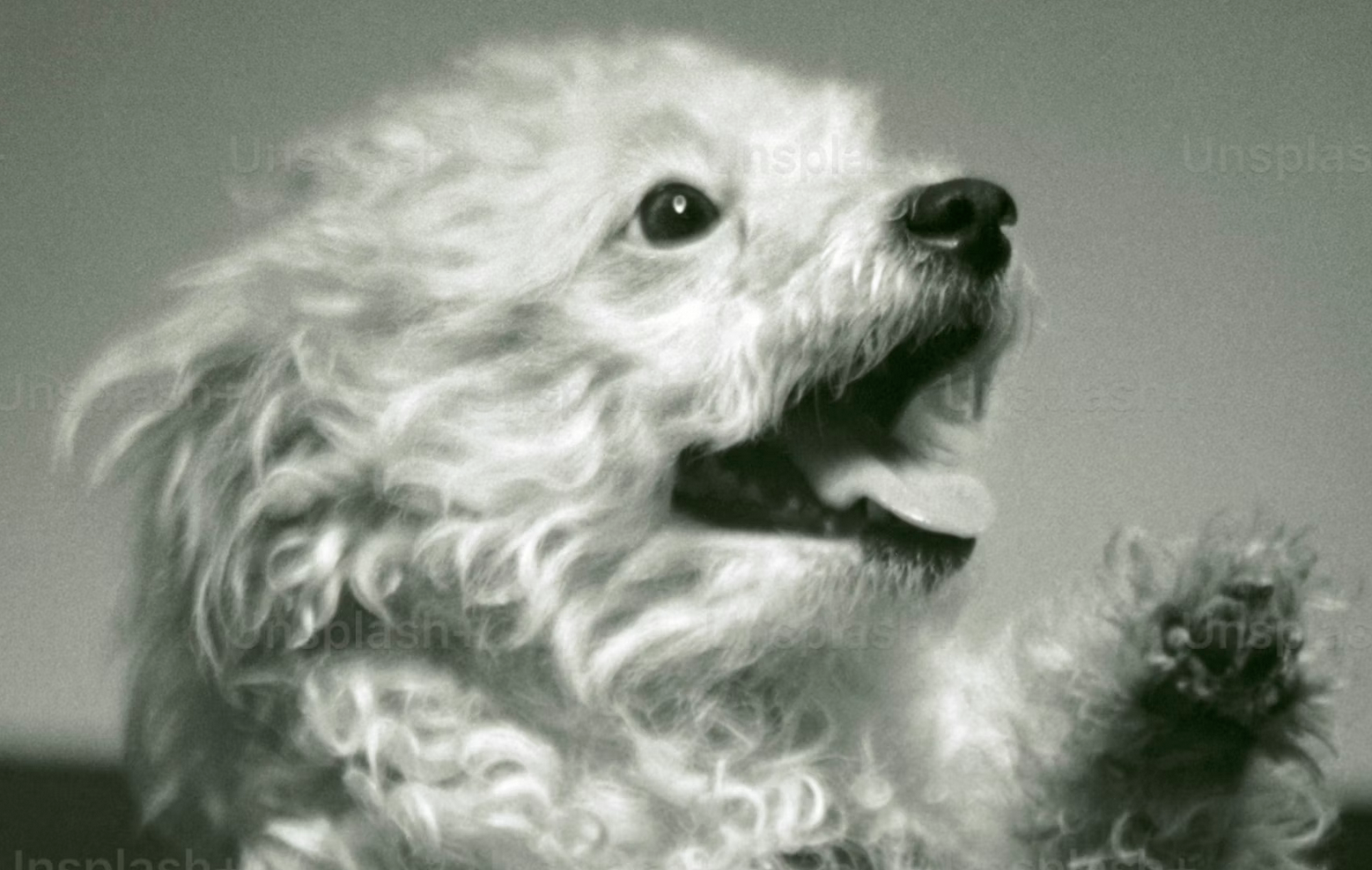 Links 1/17/2026 | naked capitalism