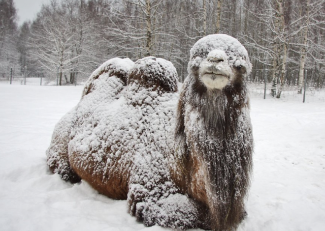 Links 1/23/2026 | naked capitalism