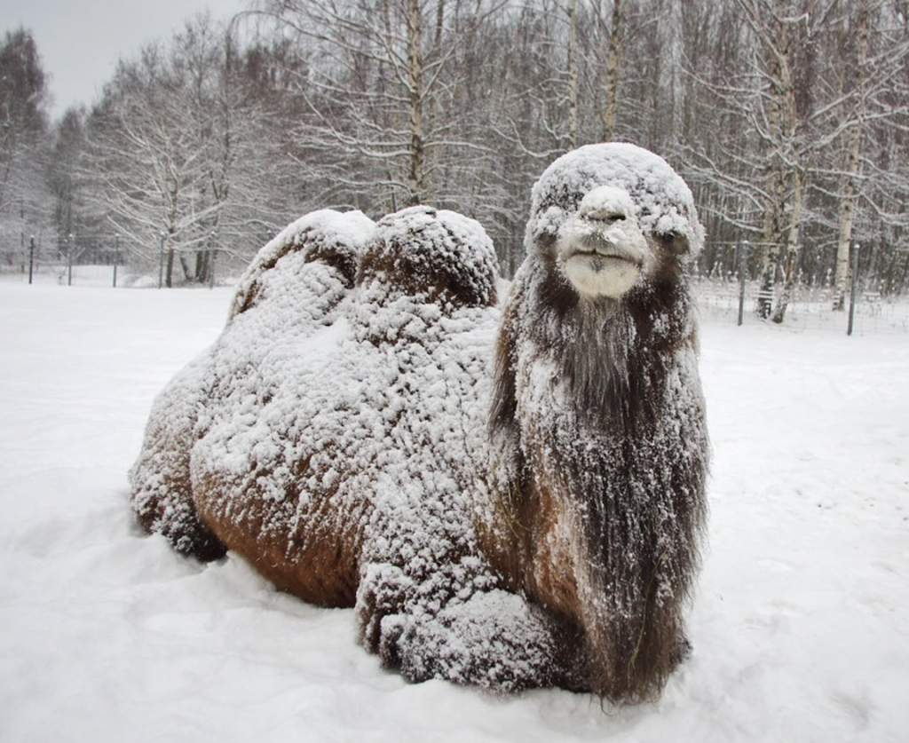 Links 1/23/2026 | naked capitalism