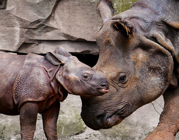 Links 1/25/2026 | naked capitalism