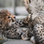 Links 1/28/2026 | naked capitalism