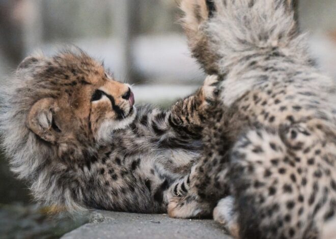 Links 1/28/2026 | naked capitalism