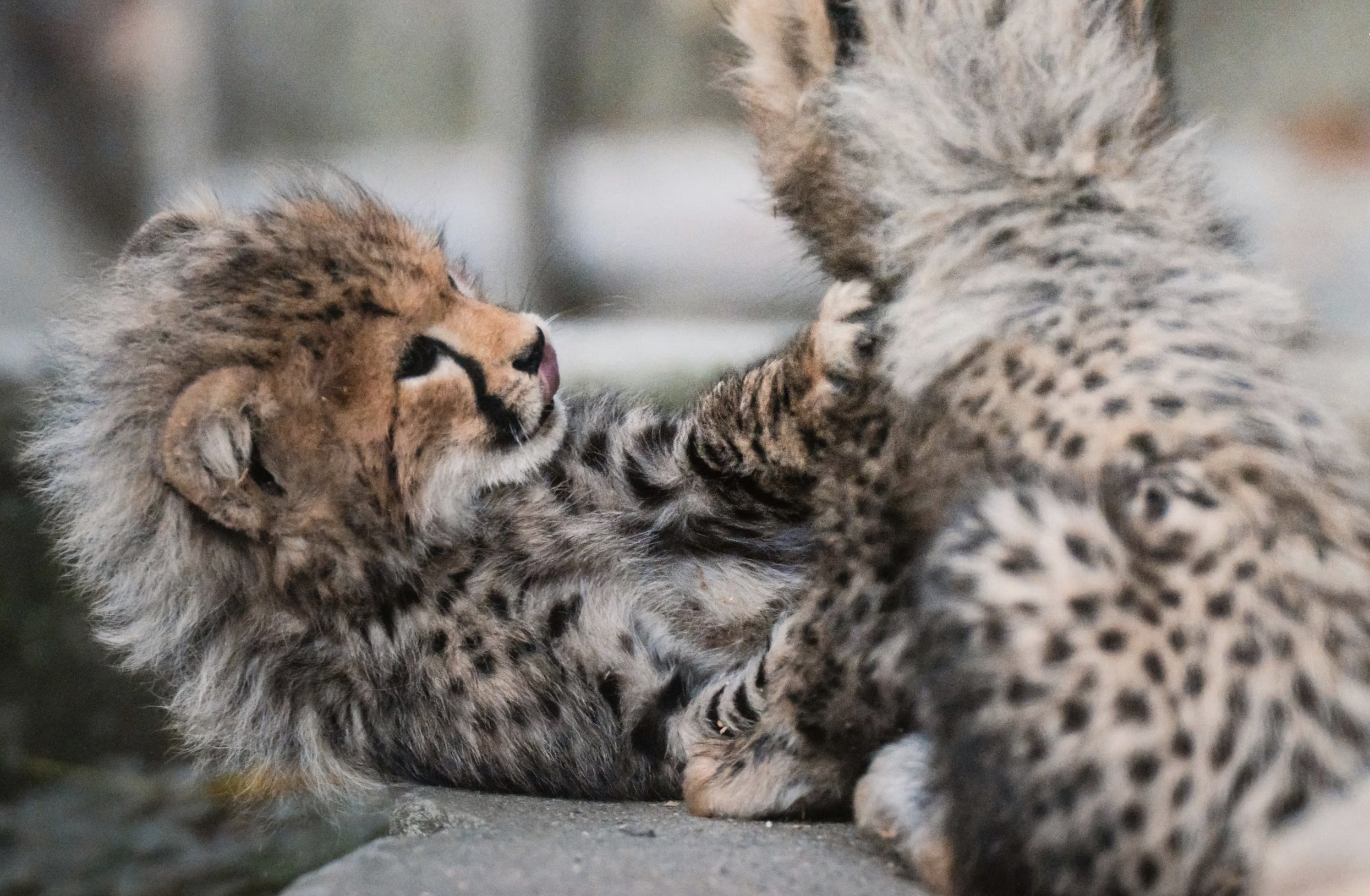 Links 1/28/2026 | naked capitalism