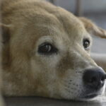 Links 1/31/2026 | naked capitalism