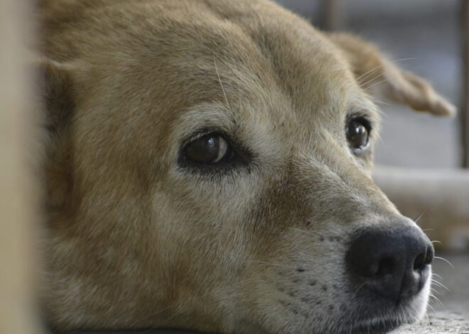 Links 1/31/2026 | naked capitalism