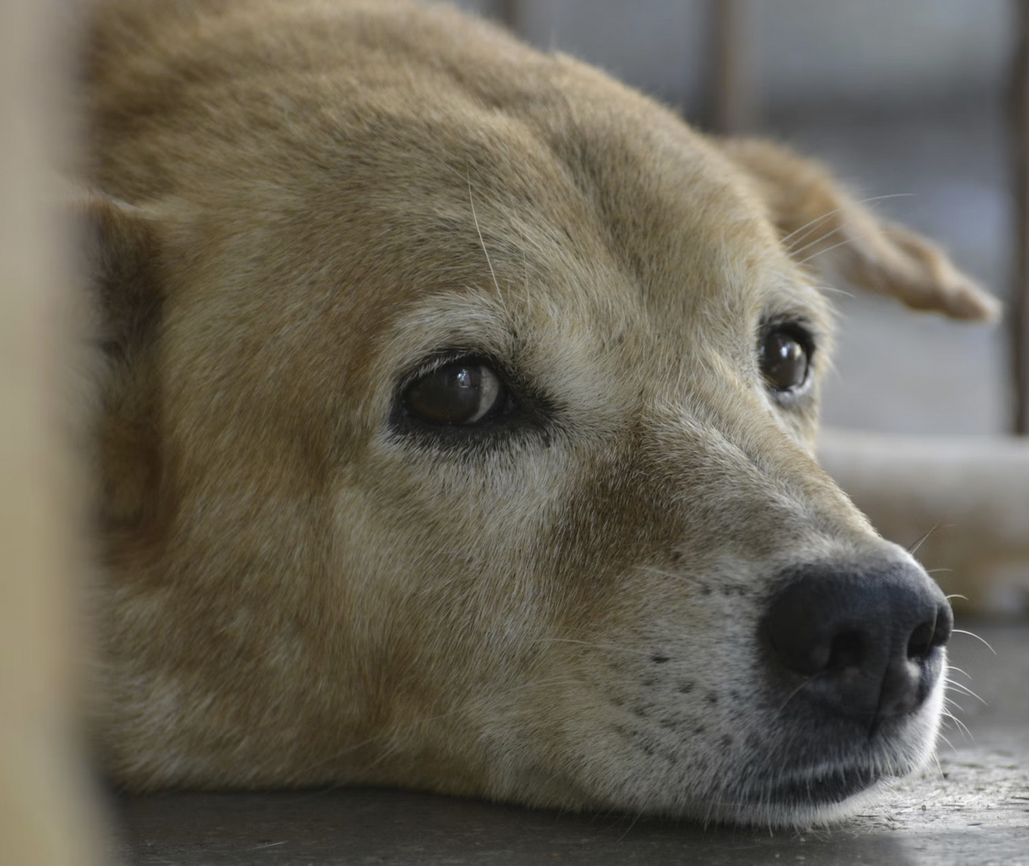 Links 1/31/2026 | naked capitalism