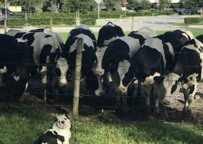 Links 1/5/2026 | naked capitalism