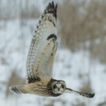 Links 1/7/2026 | naked capitalism