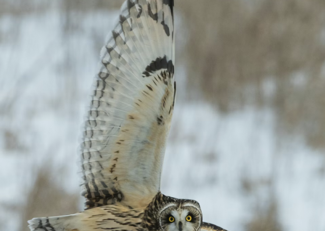 Links 1/7/2026 | naked capitalism