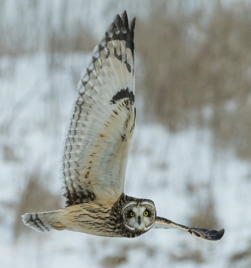 Links 1/7/2026 | naked capitalism