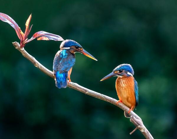 Links 2/1/2026 | naked capitalism