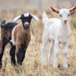 Links 2/8/2026 | naked capitalism